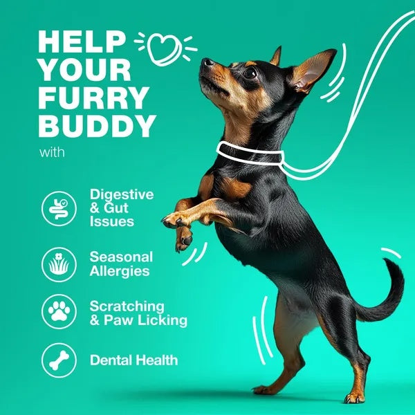 Dog Probiotics Chews for Gut Health & Digestion 🐶 | 180 Soft Treats with Enzymes, Pumpkin & Yeast Balance for Immunity, Itchy Skin & Allergy Relief